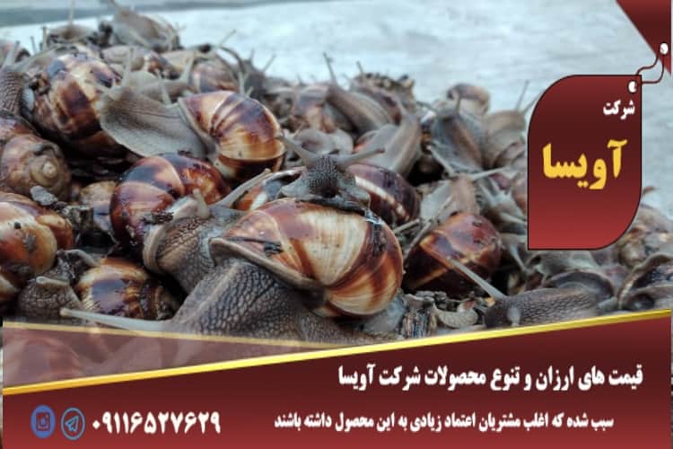 چکار کنیم حلزون از لاکش بیاد بیرون چکار کنیم حلزون از لاکش بیاد بیرون